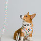 Leash