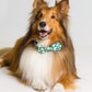 Bow Tie