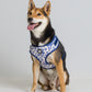 Harness