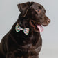 Bow Tie