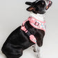 Harness